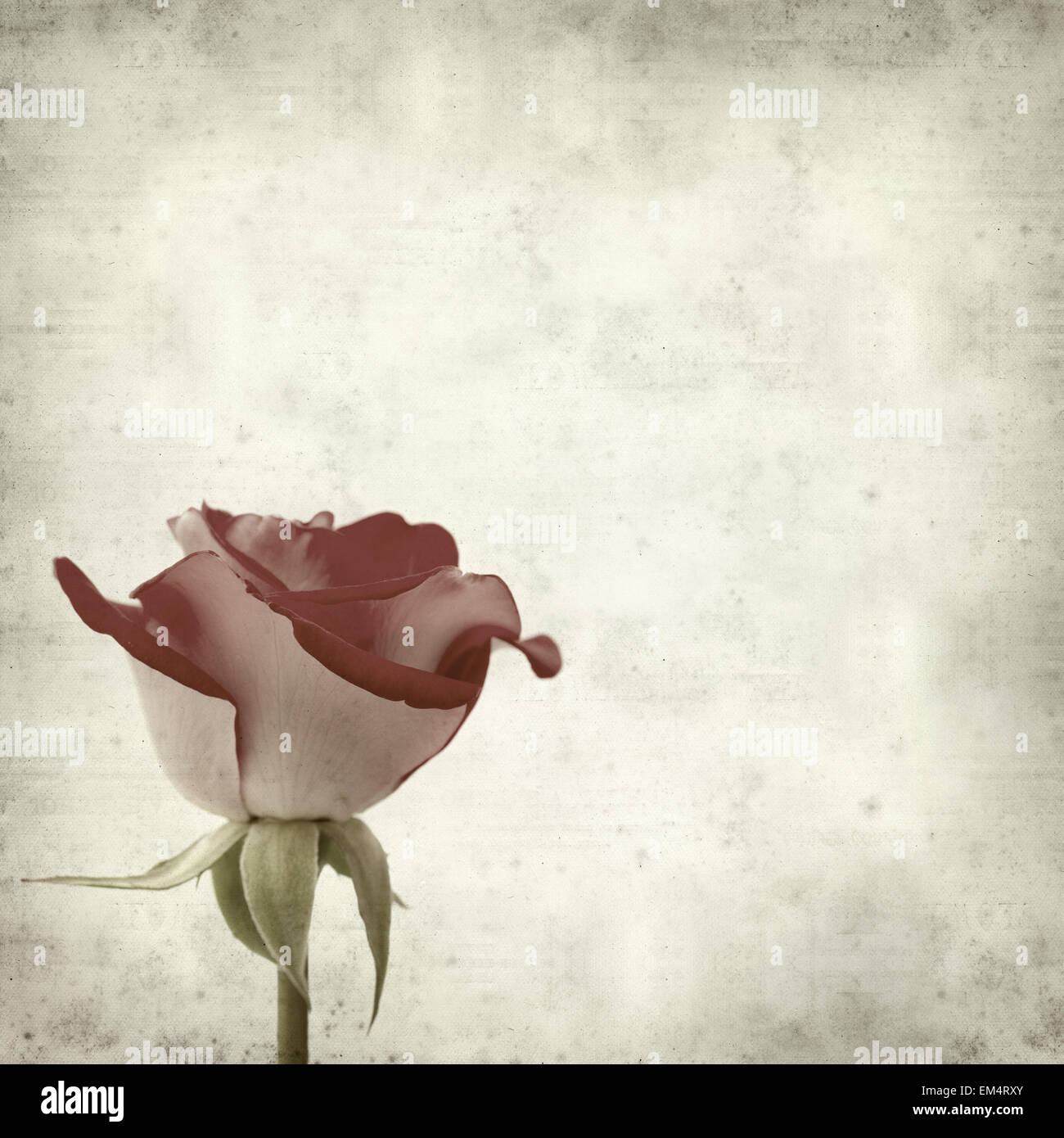 textured old paper background with two-toned roses Stock Photo - Alamy