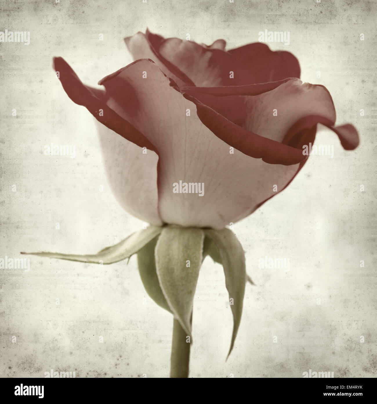 Rusty Paper Roses Backround textured old paper background with two-toned roses Stock Photo - Alamy