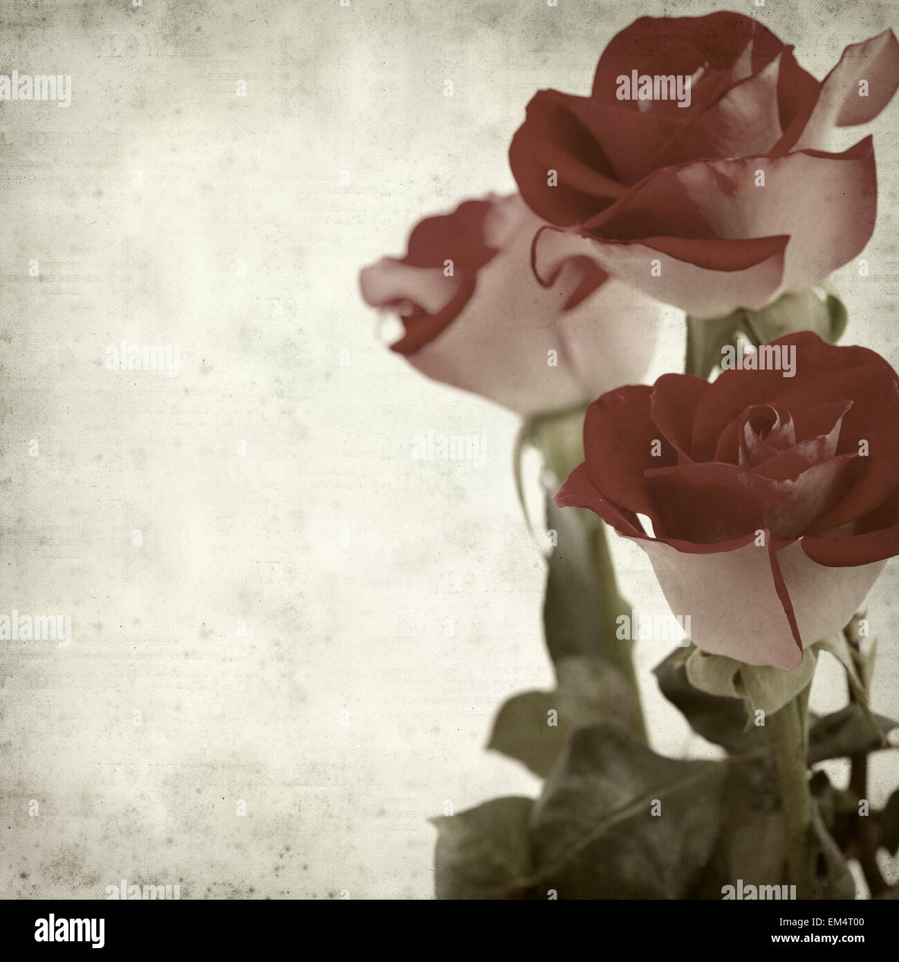 textured old paper background with two-toned roses Stock Photo - Alamy