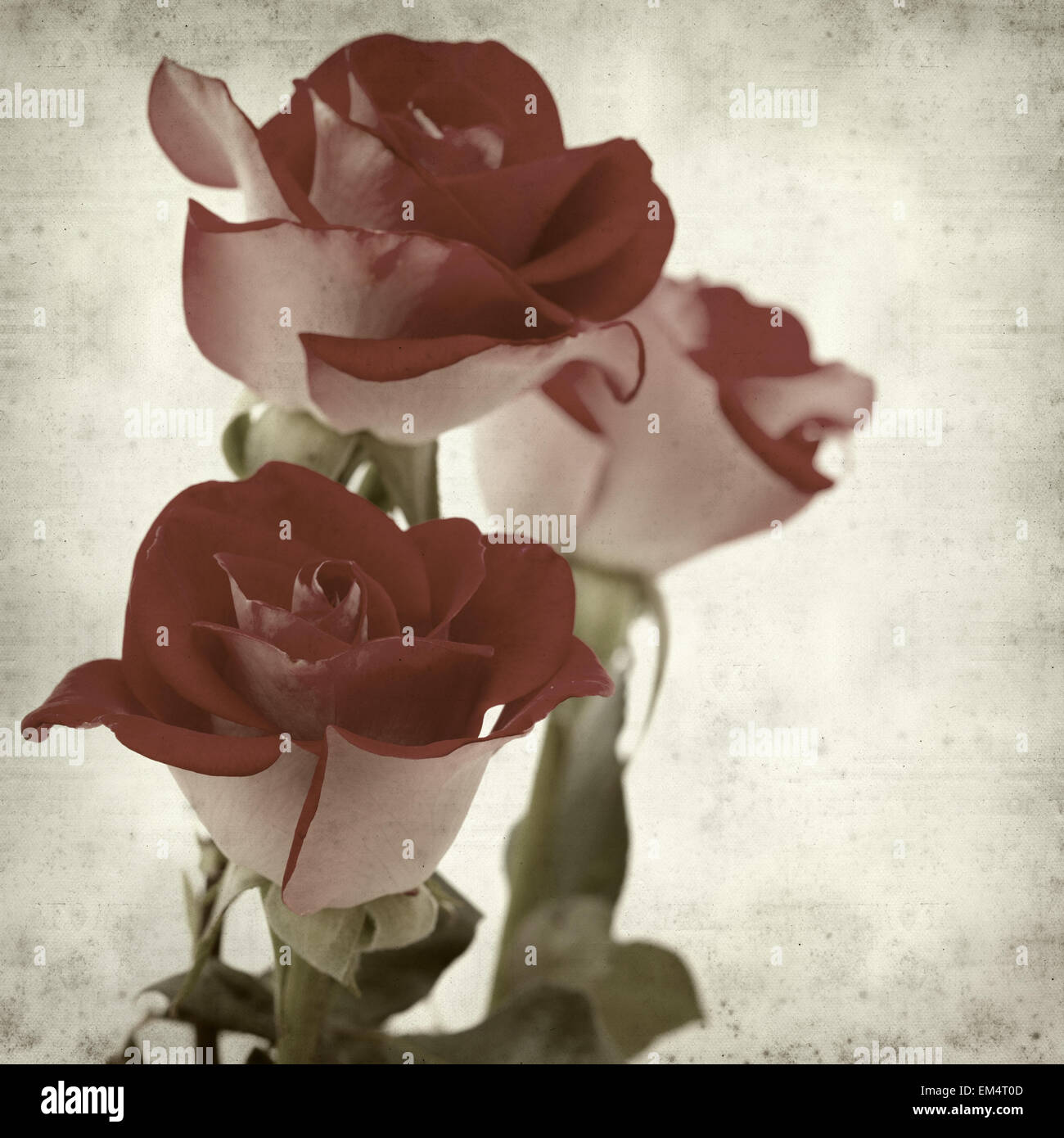 textured old paper background with two-toned roses Stock Photo - Alamy