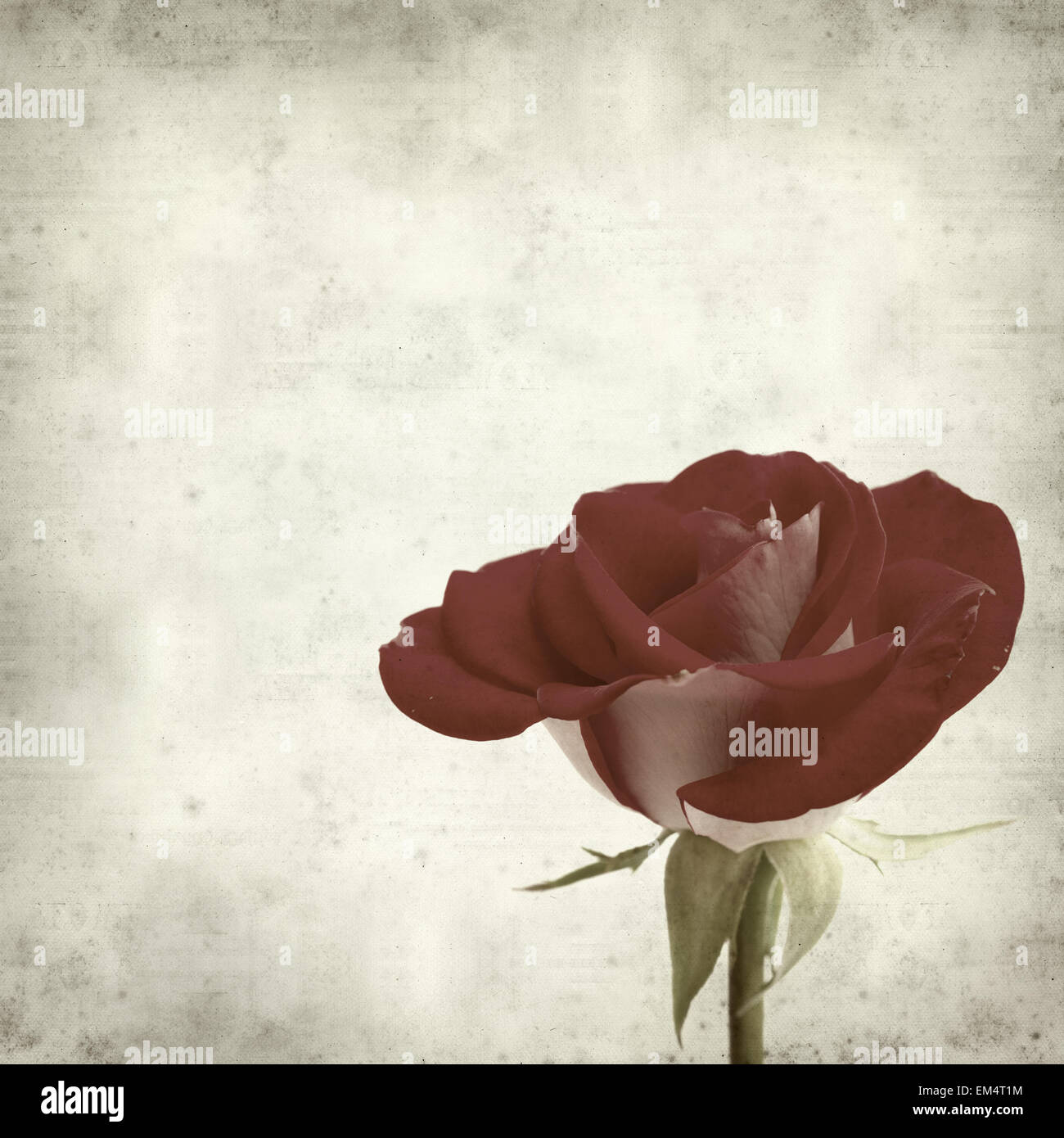 textured old paper background with two-toned roses Stock Photo - Alamy