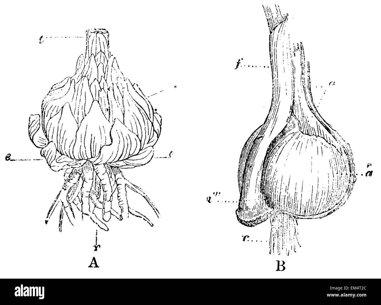 Onions: White Lily (left) and Autumn crocus (right) Stock Photo