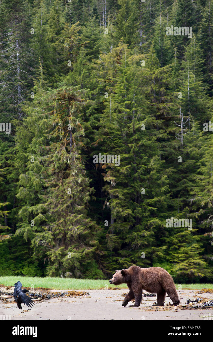 Two animals bear bird hires stock photography and images Alamy