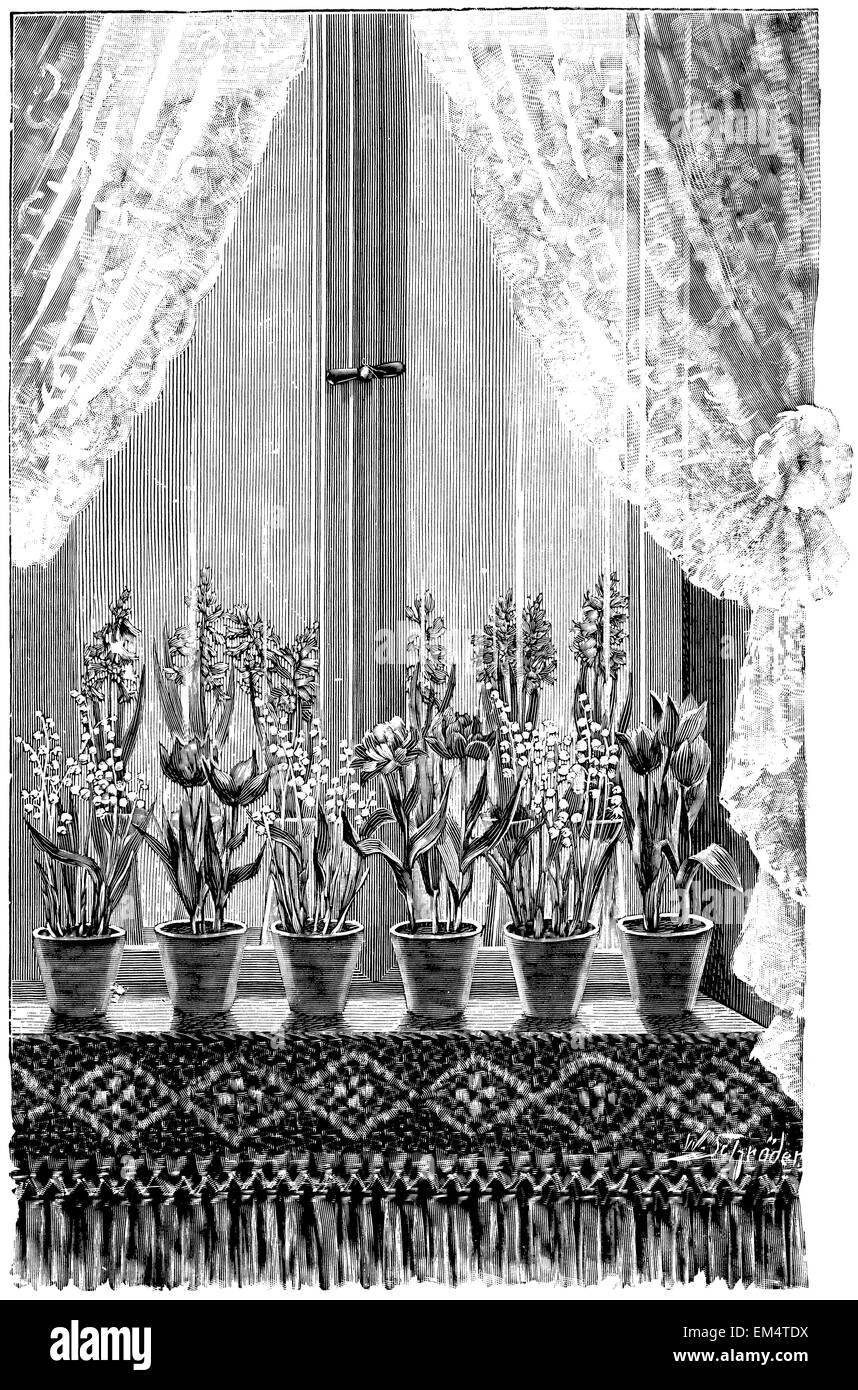 flower window with hyacinths, tulips and lily of the valley Stock Photo