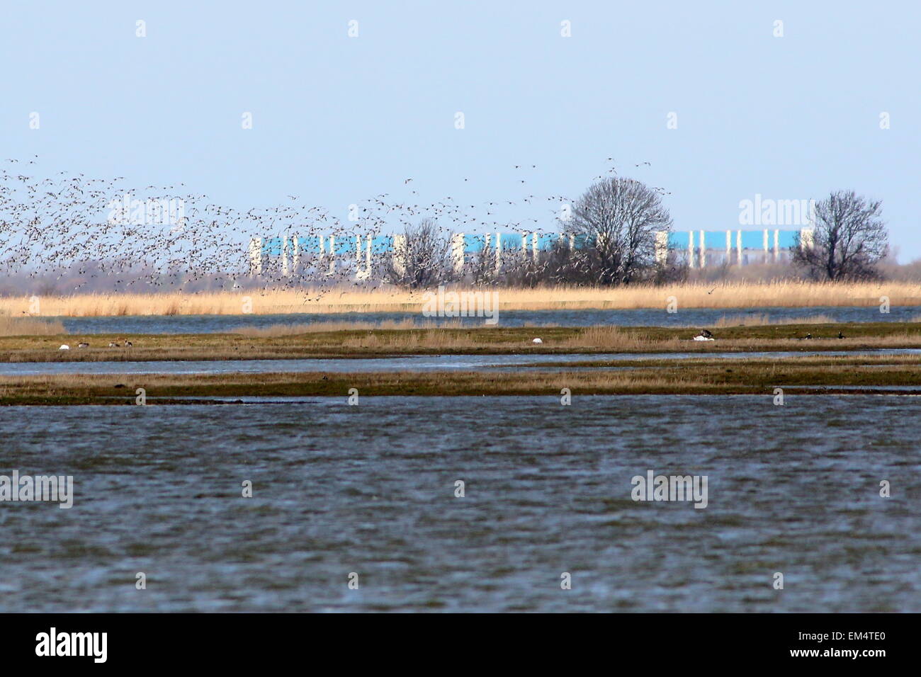 Flock of birds taking off at Lauwersmeer Nature reserve, The Netherlands with R.J. Cleveringsluizen sea sluices (Lauwersoog) Stock Photo