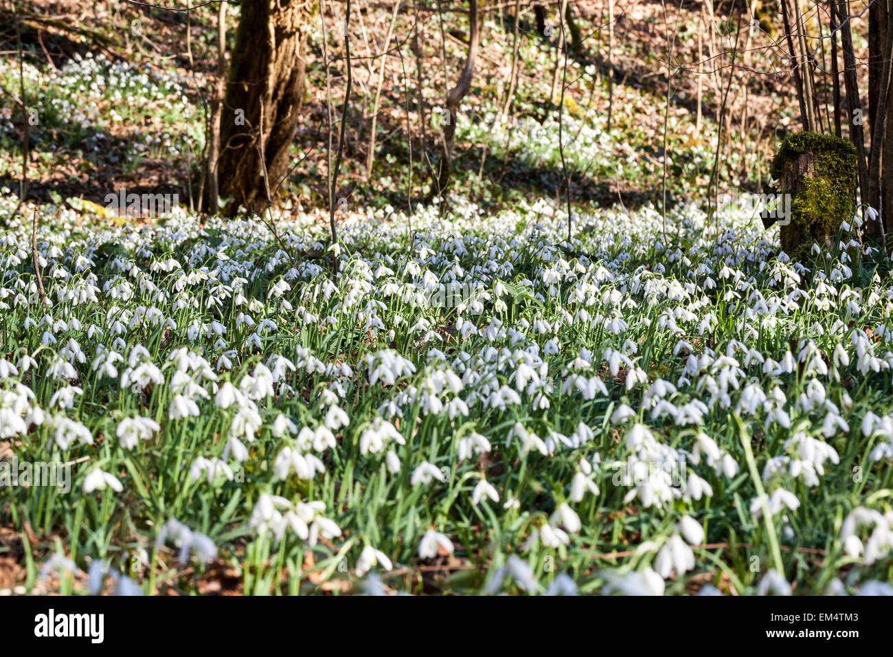 Flowering snowdrops in a woodland Stock Photo