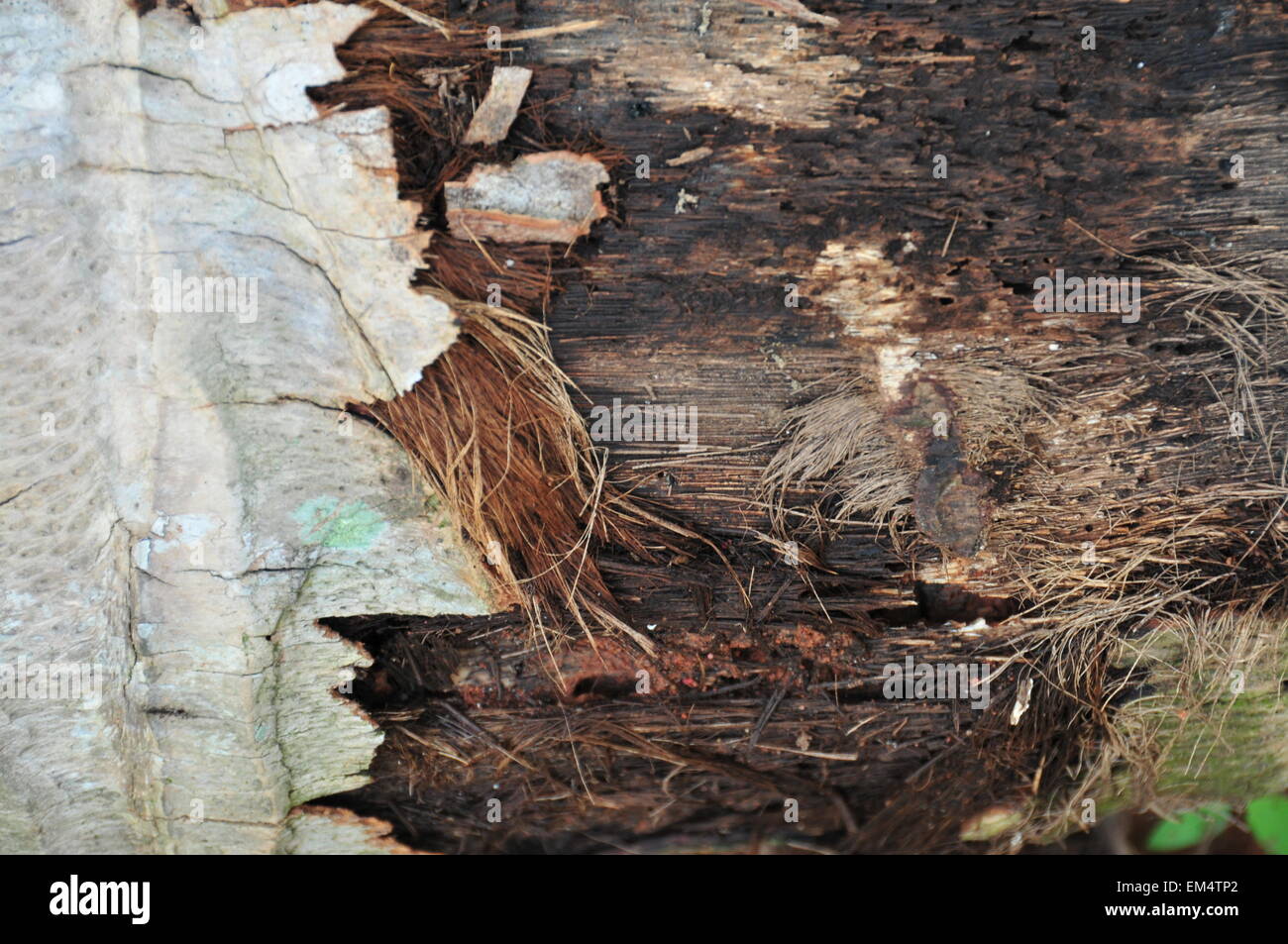 Coconut tree wood/ Texture Stock Photo Alamy