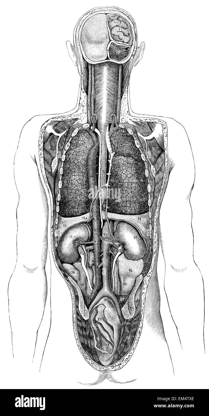 Back view of the thoracic and abdominal viscera Stock Photo