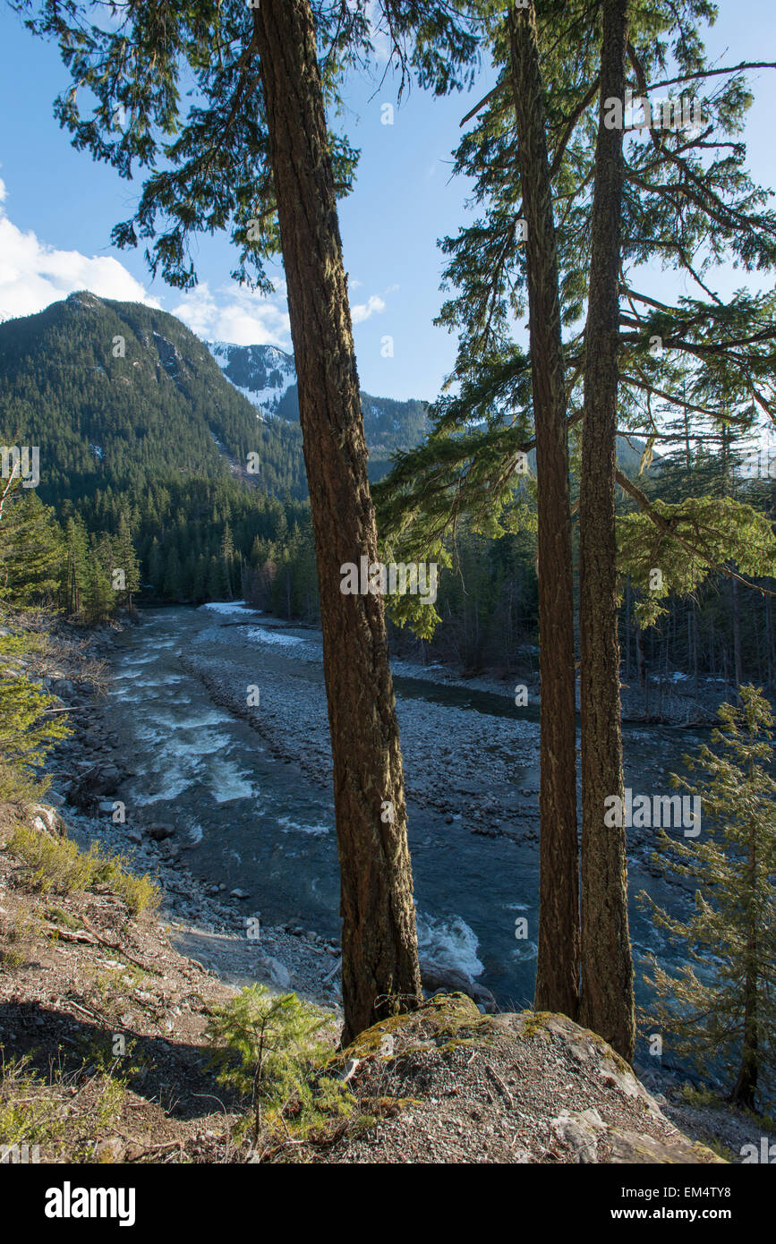 River flowing through forest, Nairn Falls Provincial Park, Whistler, British Columbia, Canada Stock Photo