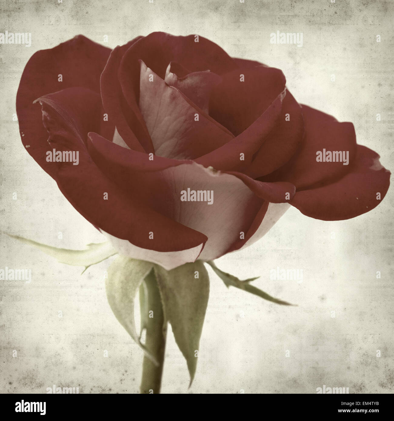 textured old paper background with two-toned roses Stock Photo - Alamy