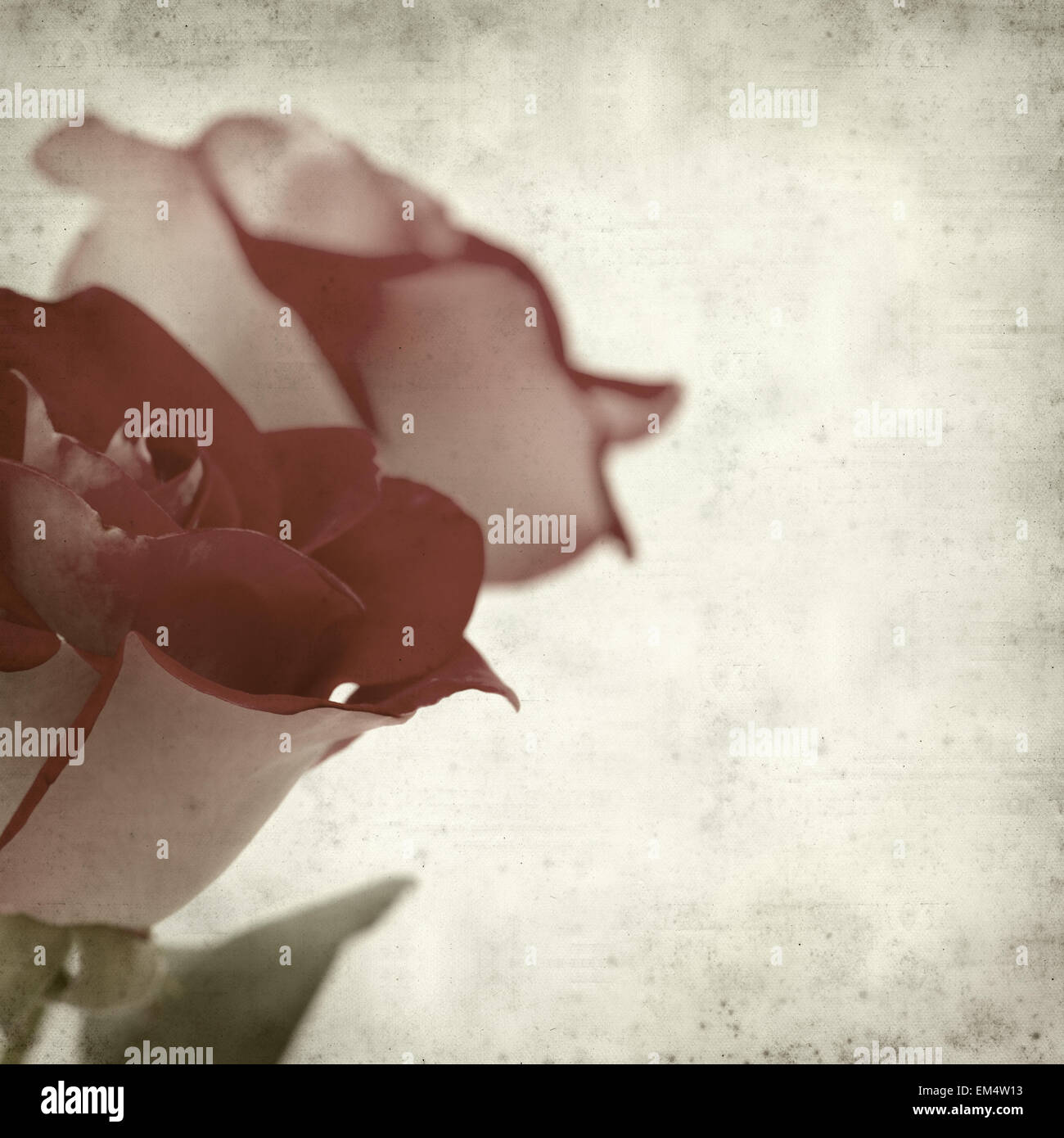 Rusty Paper Roses Backround textured old paper background with two-toned roses Stock Photo - Alamy