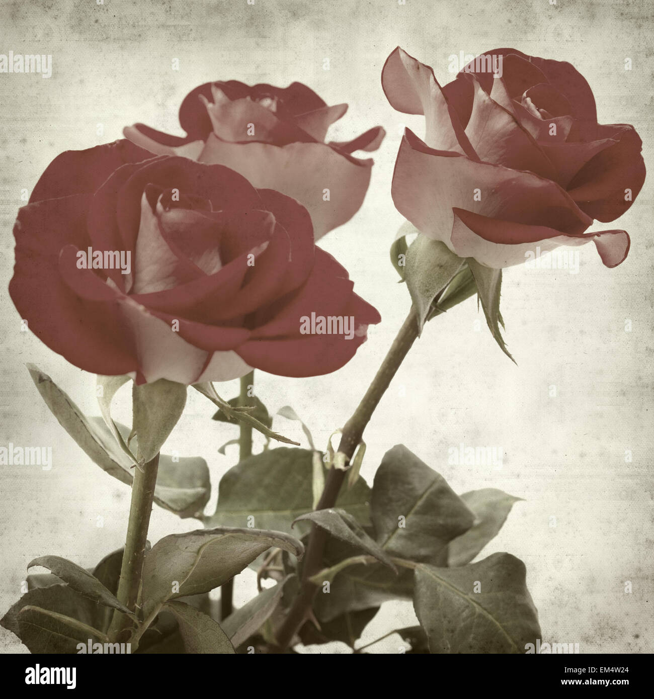 textured old paper background with two-toned roses Stock Photo - Alamy