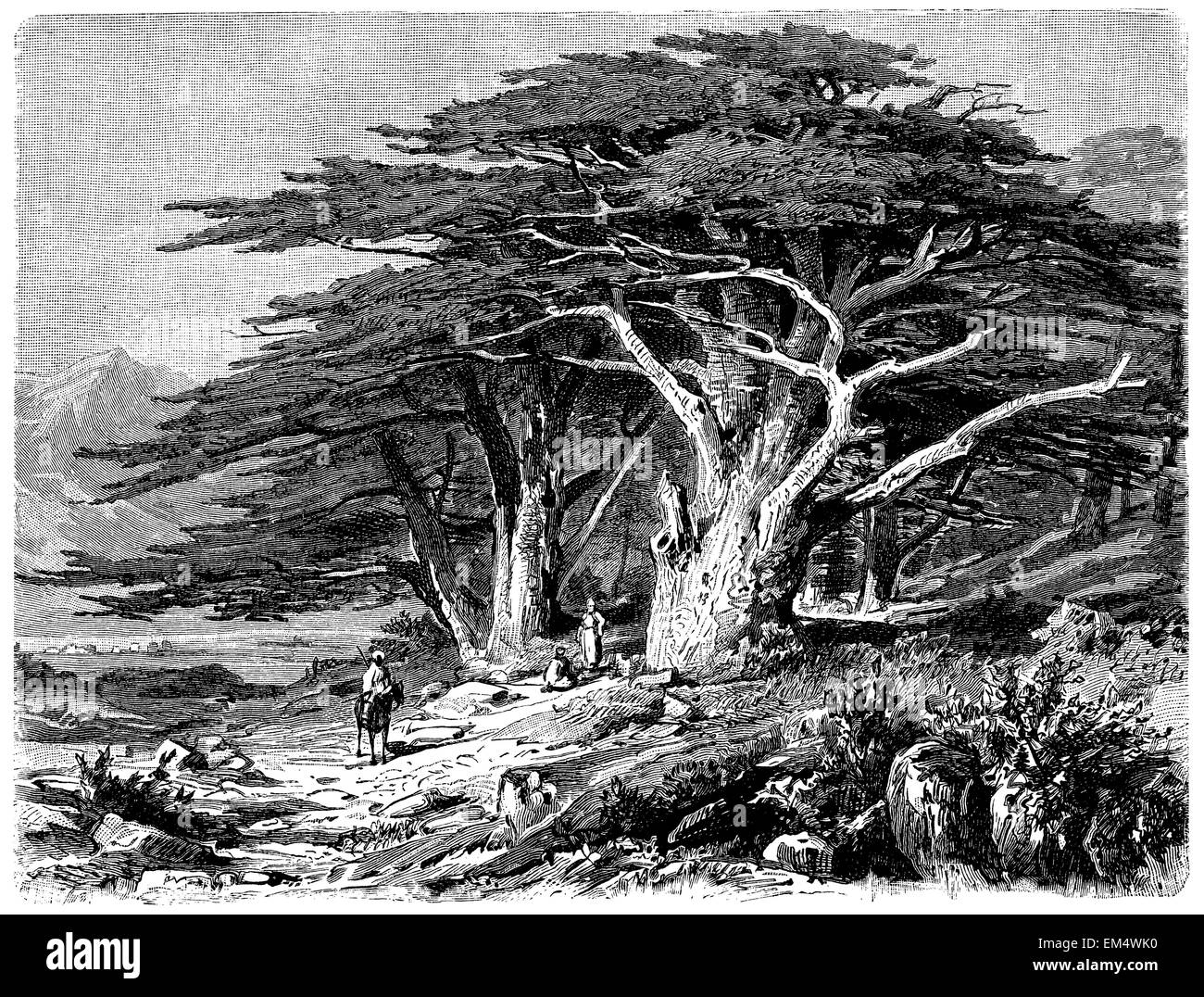 Lebanon cedars Black and White Stock Photos & Images Alamy