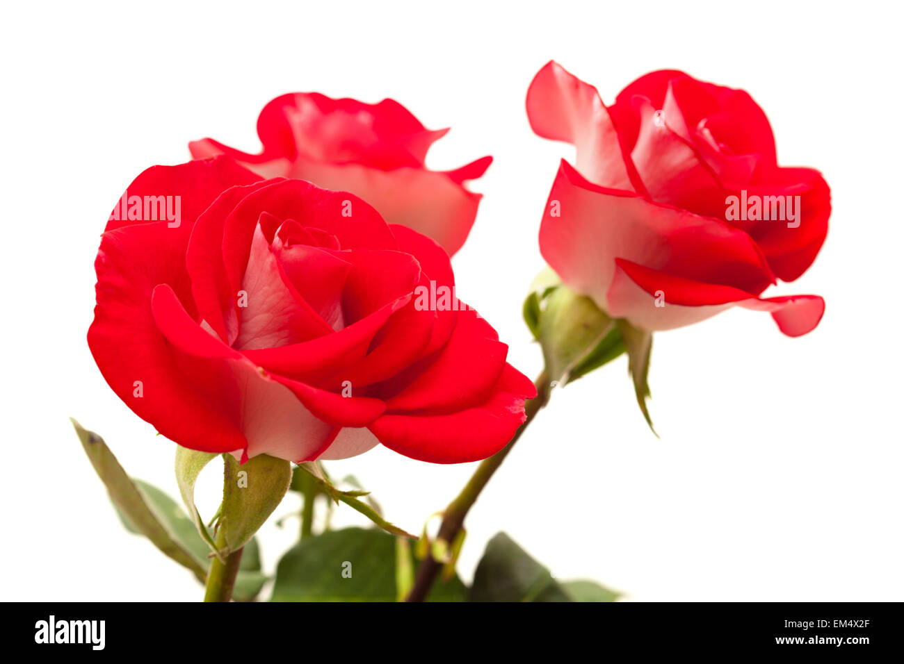 two-toned roses isolated on white background Stock Photo