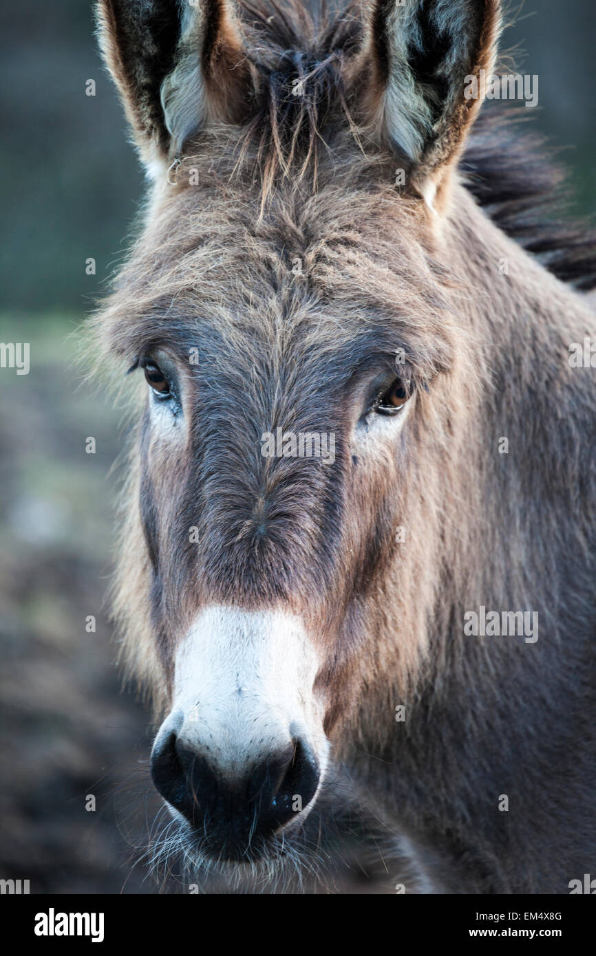Donkey vertical hi res stock photography and images Alamy Donkey vertical hi res stock photography and images Alamy