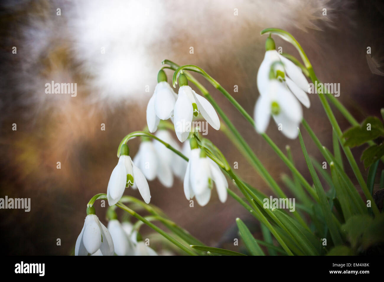 Snowdrops (Galanthus nivalis) with sunburst bokeh Stock Photo