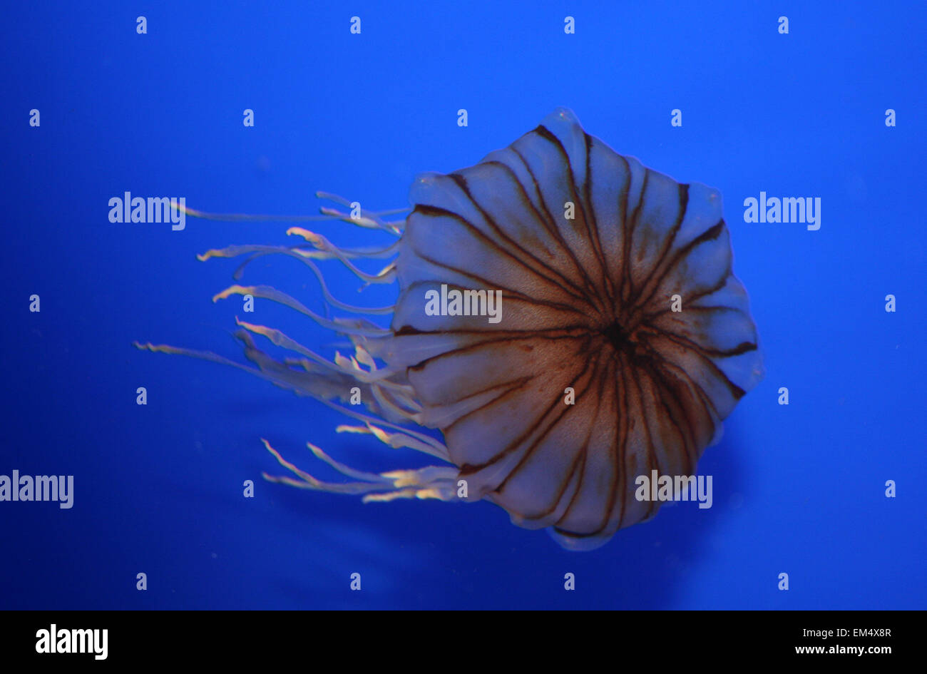 Jellyfish, Ocean Park, Hong Kong Stock Photo Alamy