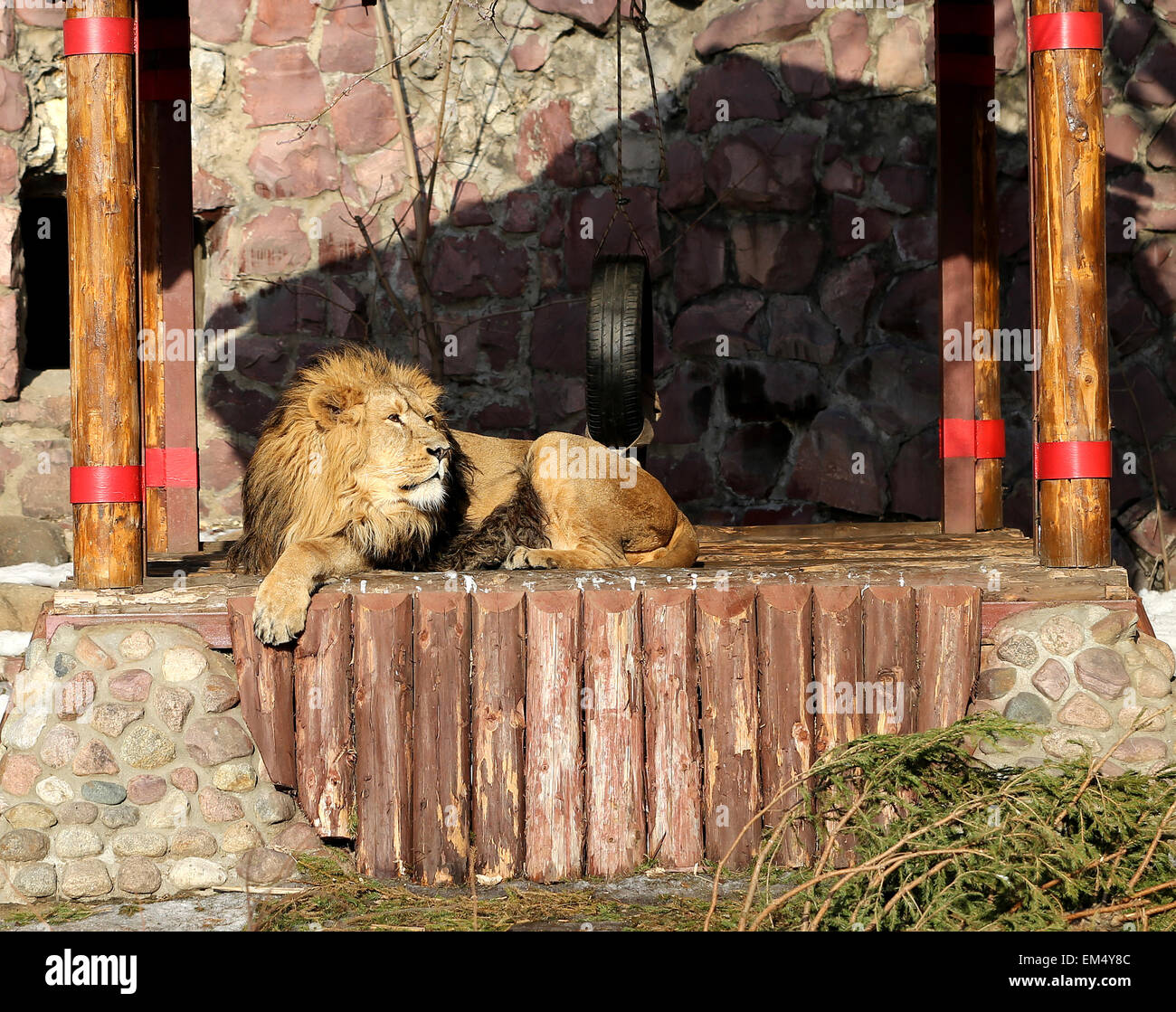 Big beautiful lion lies in his lair Stock Photo