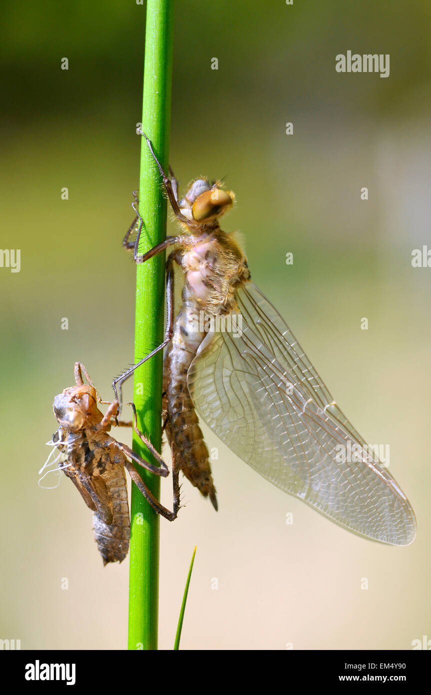 Macro of a dragonfly and its exuvia on a stem seen of profile Stock Photo
