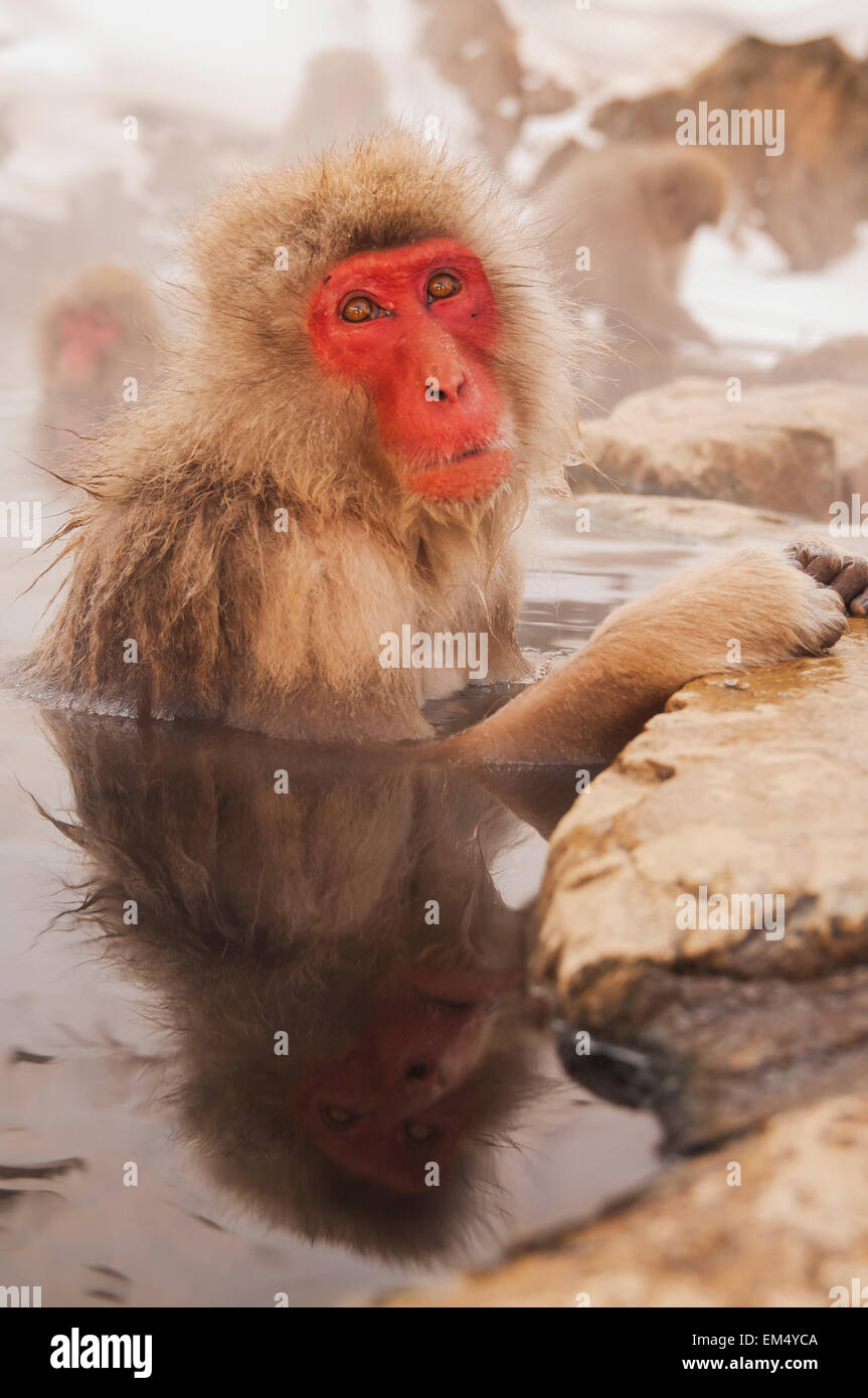 Water,Monkey,Japanese Macaque Stock Photo