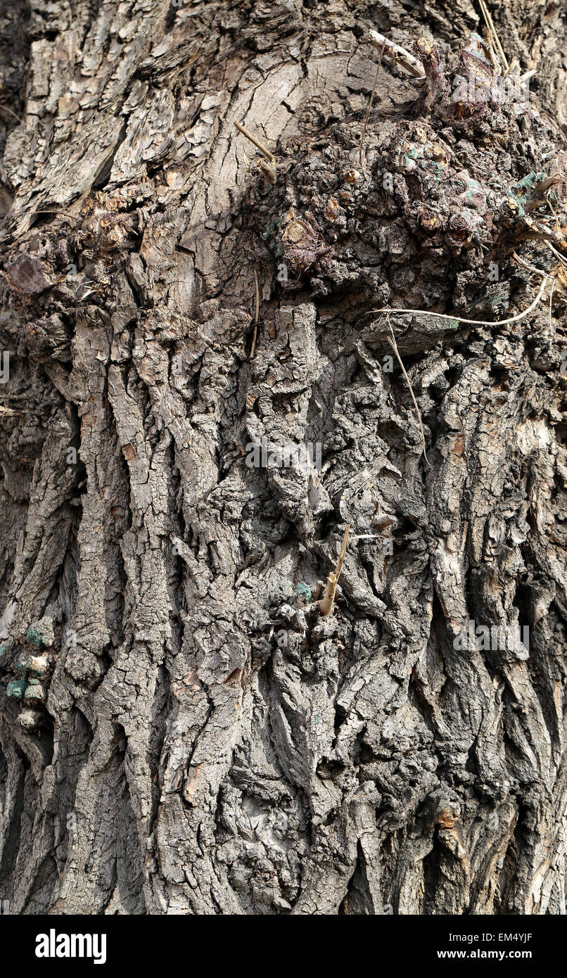 bark of the tree is photographed close up Stock Photo - Alamy