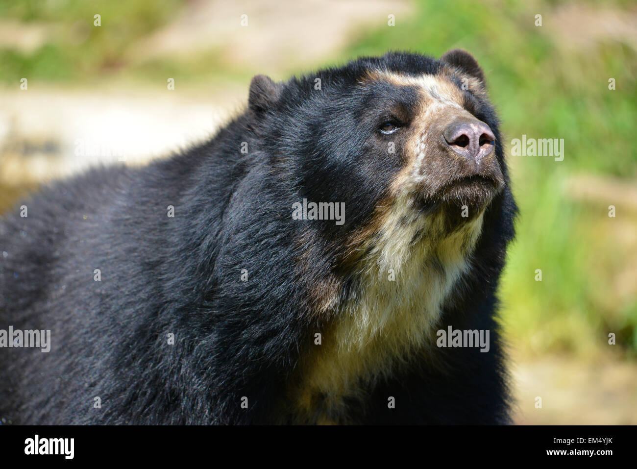 Portrait Andean bear (Tremarctos ornatus Stock Photo - Alamy