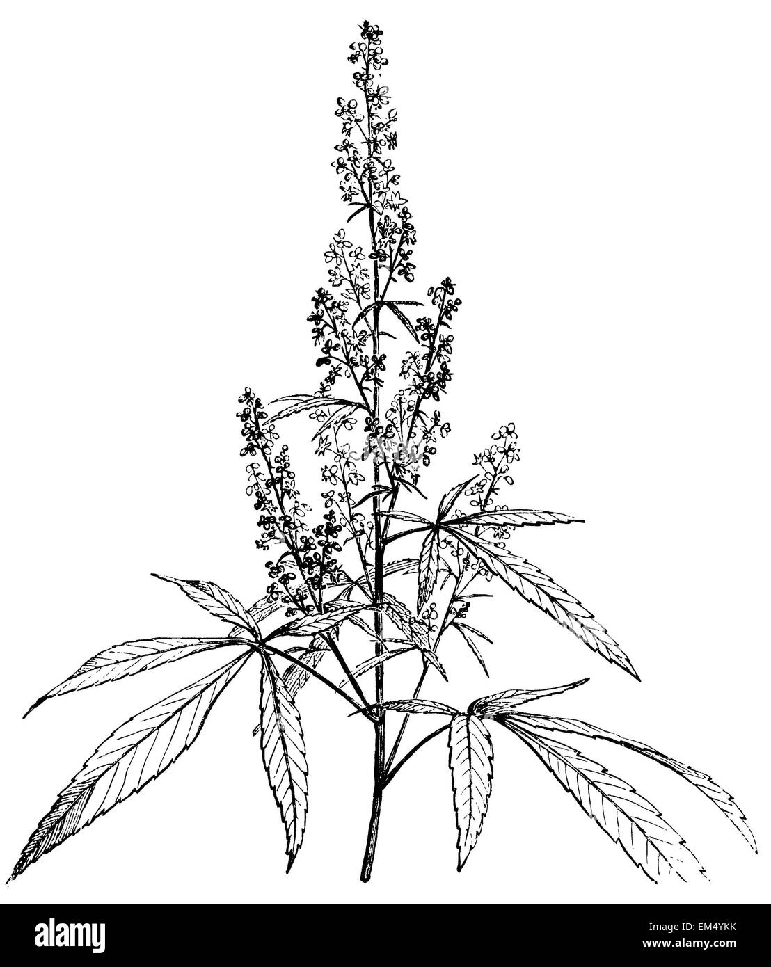 Female Cannabis plant Stock Photo