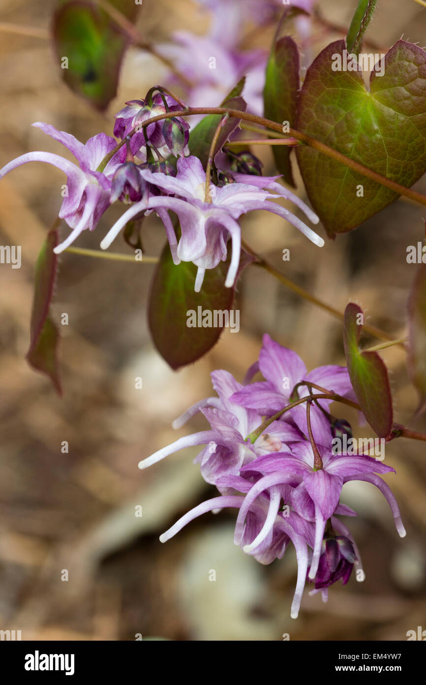 Spring flowers of the barrenwort, Epimedium 'Lilac Cascade' Stock Photo
