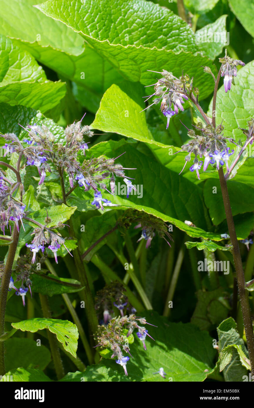 Spring flowers of the large leaved, shade tolerant ground cover, Trachystemon orientalis Stock Photo