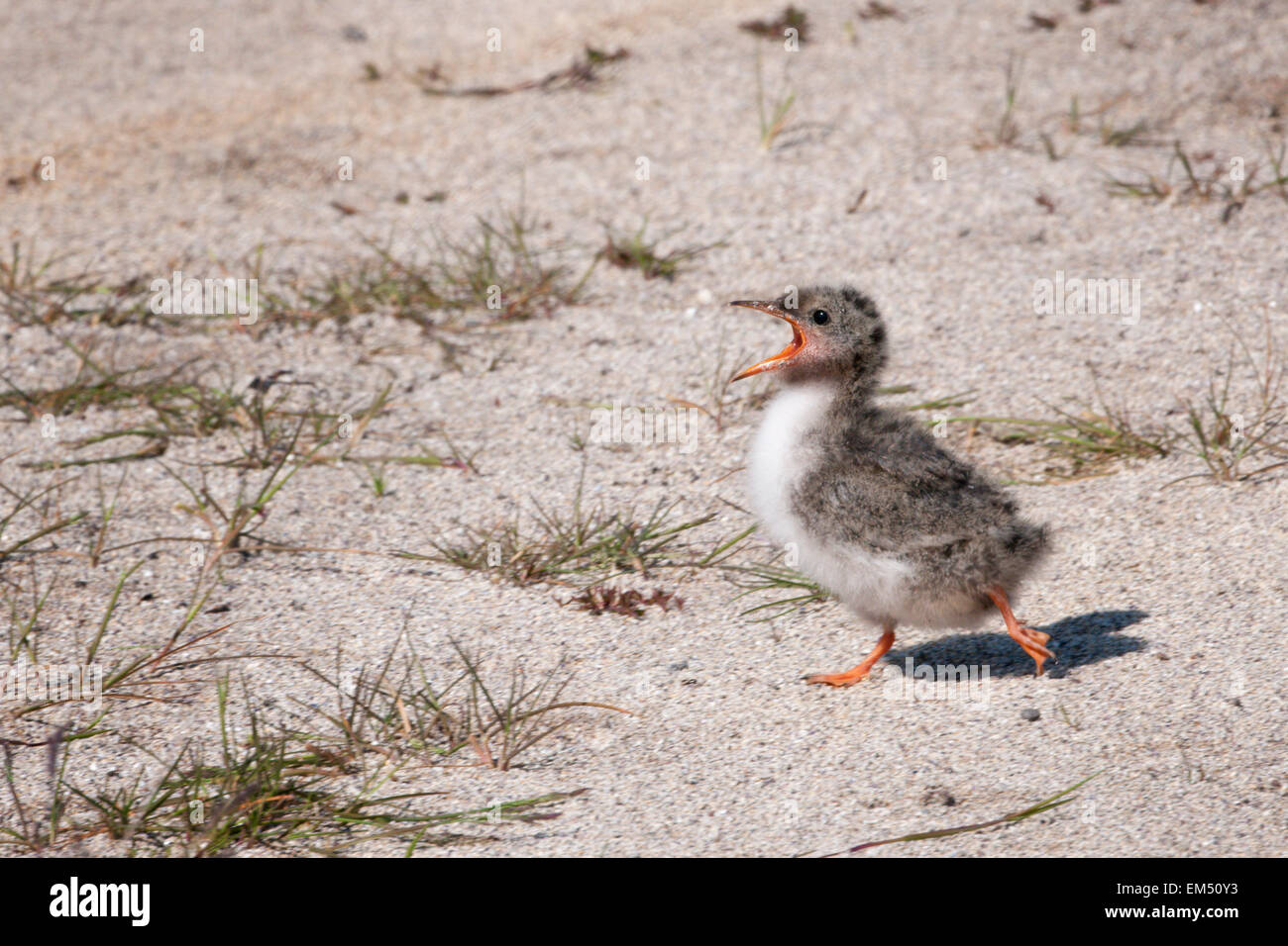 Calling and running for food young Artic tern, (Sterna paradisaea), on the ground, Iceland. Stock Photo