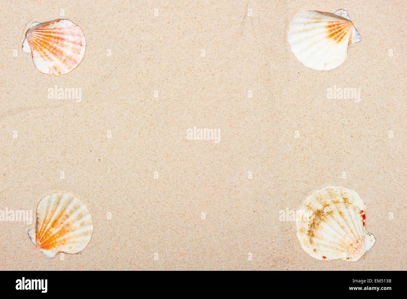 Four sea shells at the corners of a sand background Stock Photo