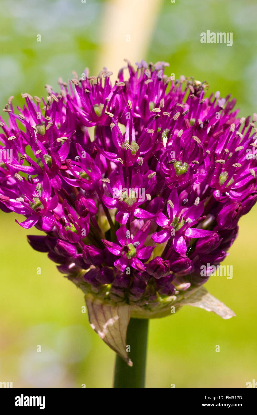 Opening Bud Of An Allium Purple Sensation Stock Photo