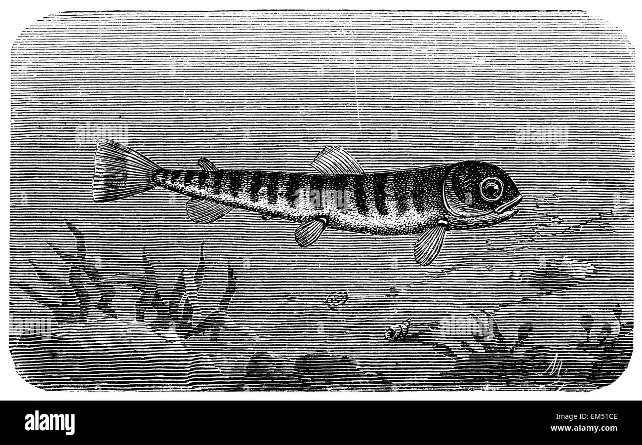 Salmon in its first year Stock Photo - Alamy