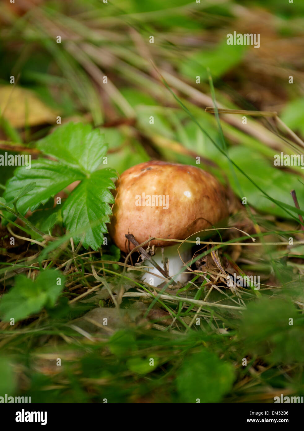 Forest Mushroom Stock Photo