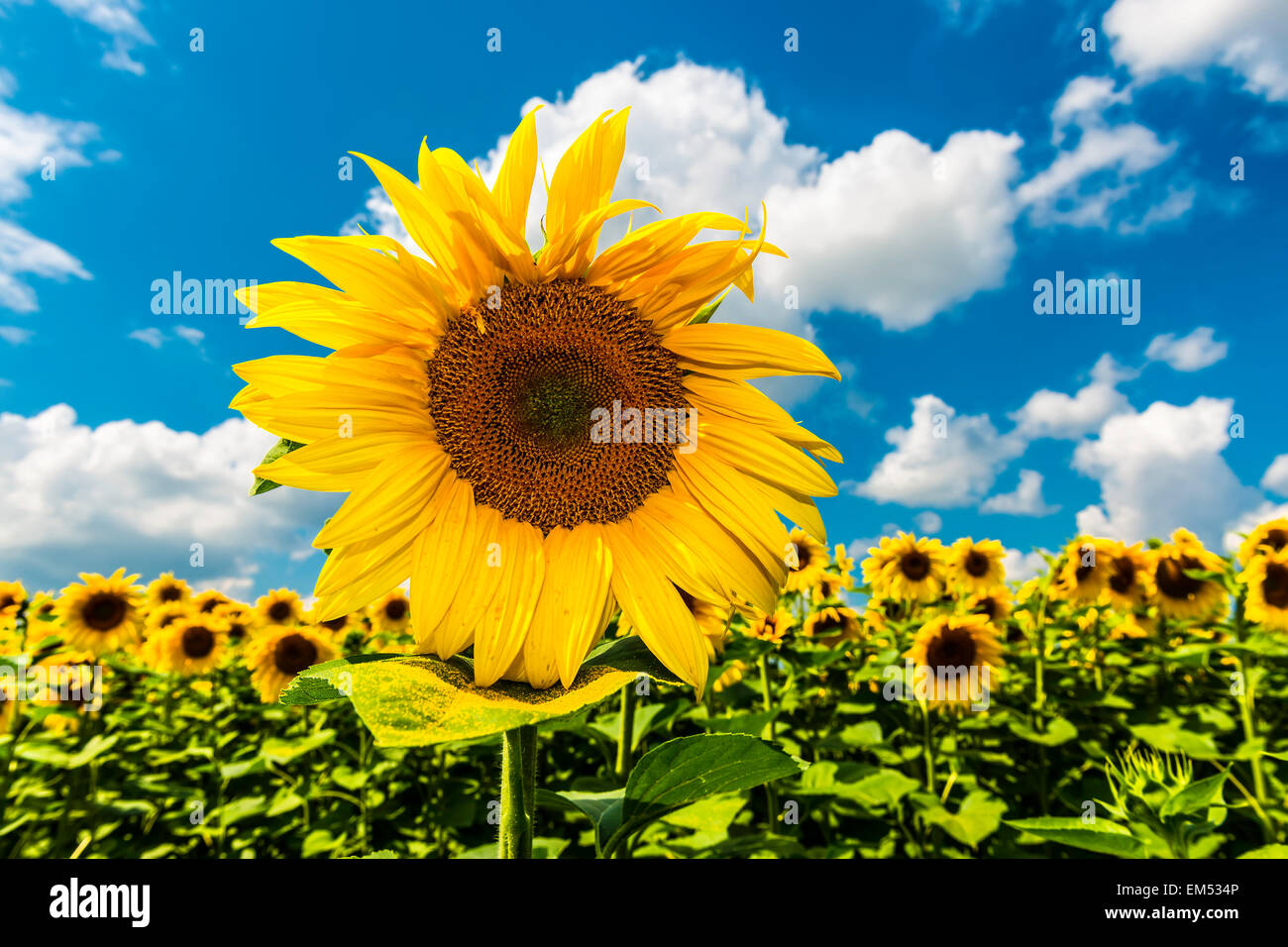 White sunflower wallpaper hi-res stock photography and images - Alamy