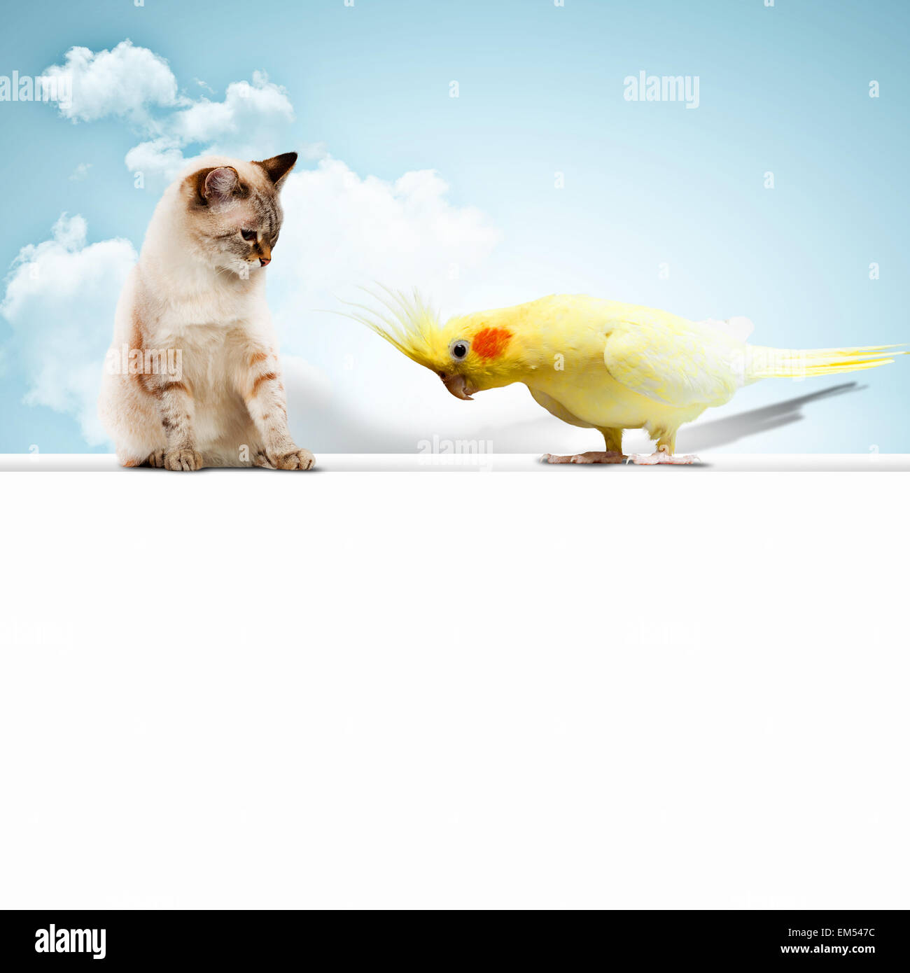 Cat and parrot Stock Photo Alamy