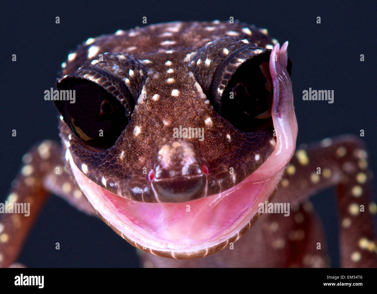 Masobe's gecko (Paroedura masobe) Stock Photo