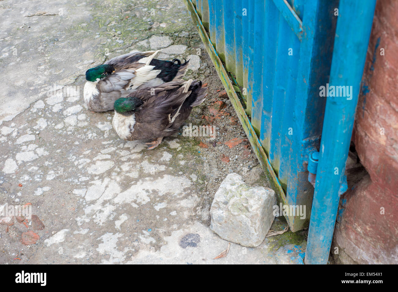 Two ducks sleeping on the streets Stock Photo Alamy