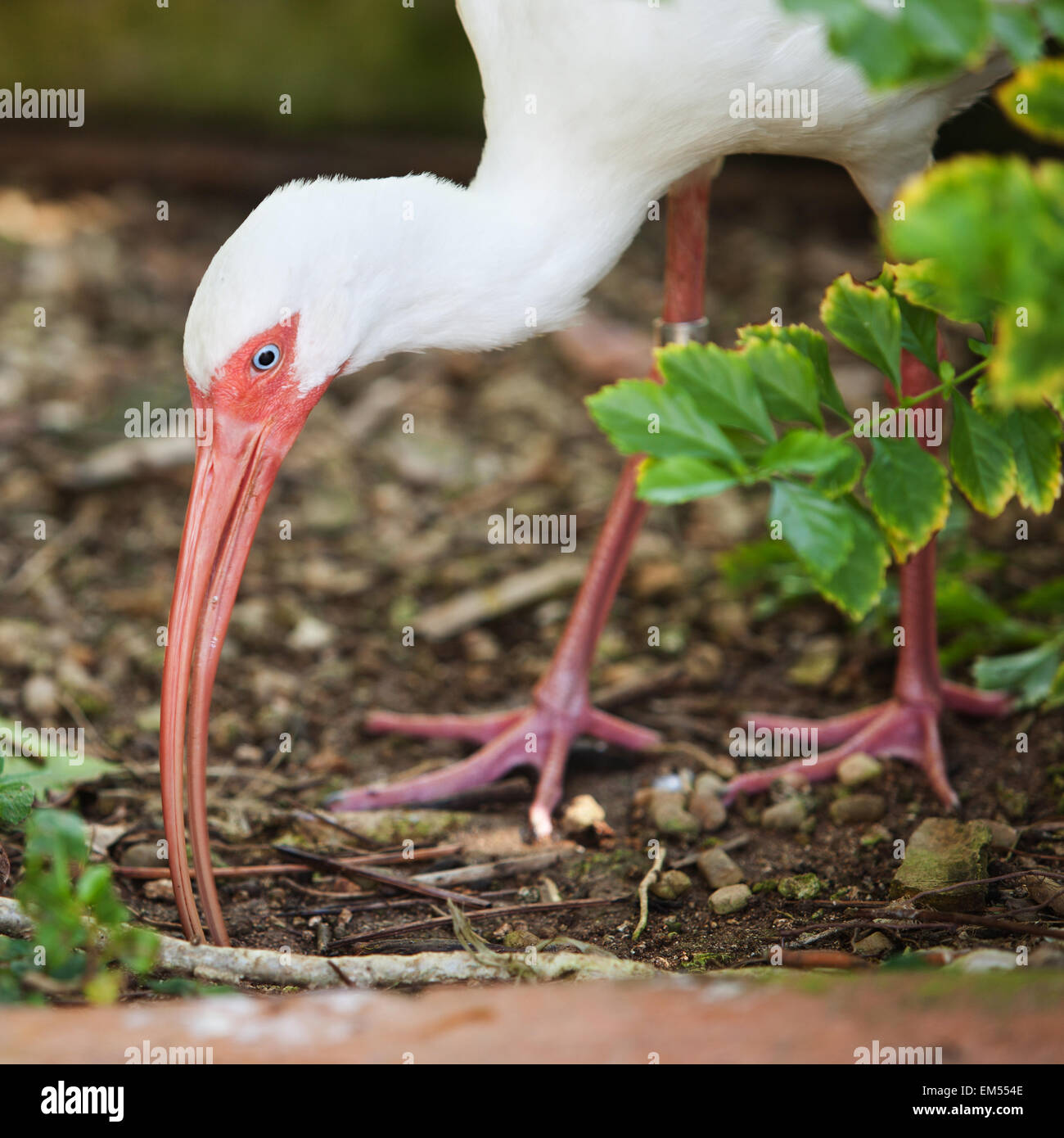 White Ibis Eating Stock Photo Alamy