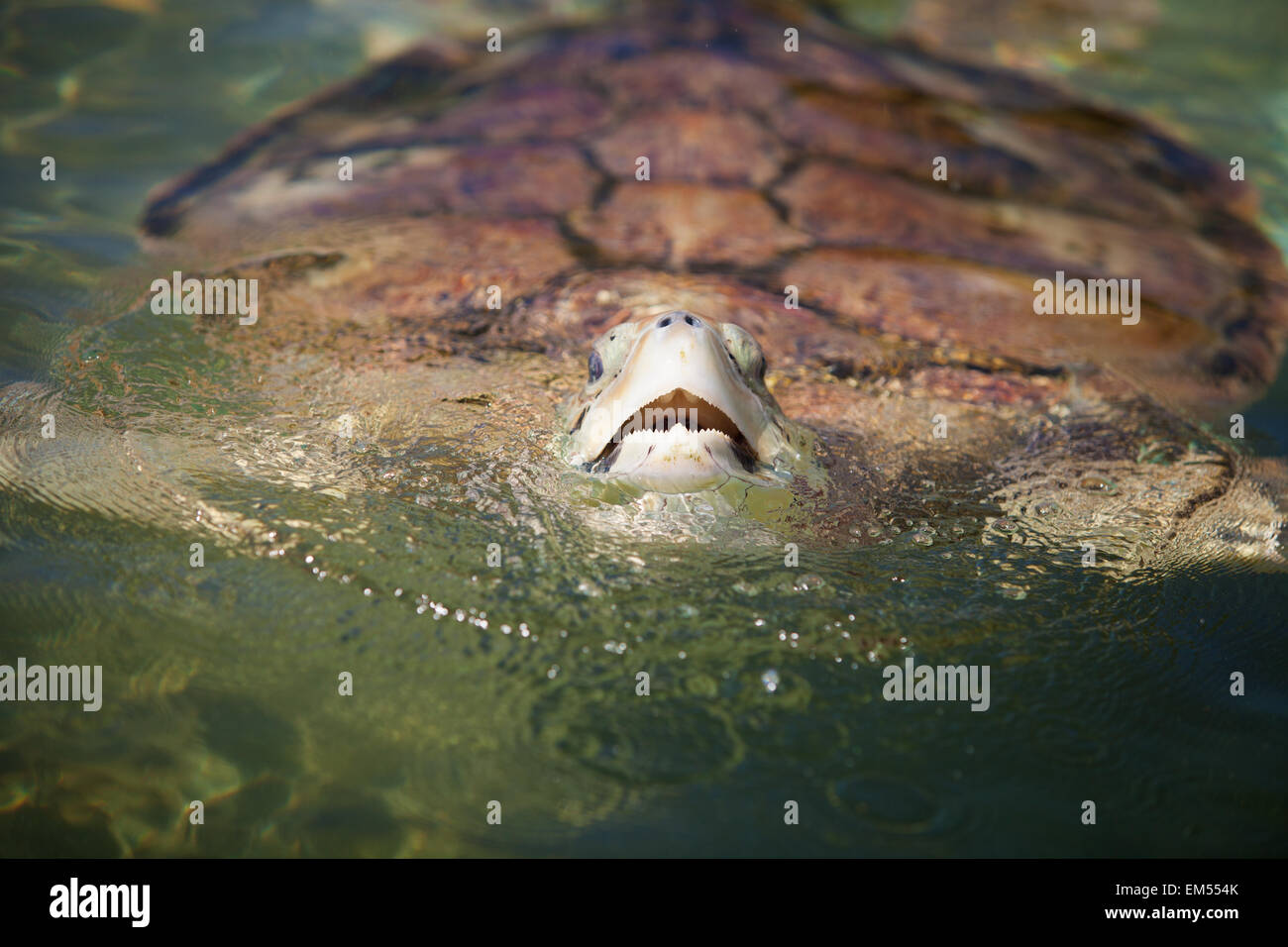 Carribean Sea Turtle Stock Photo