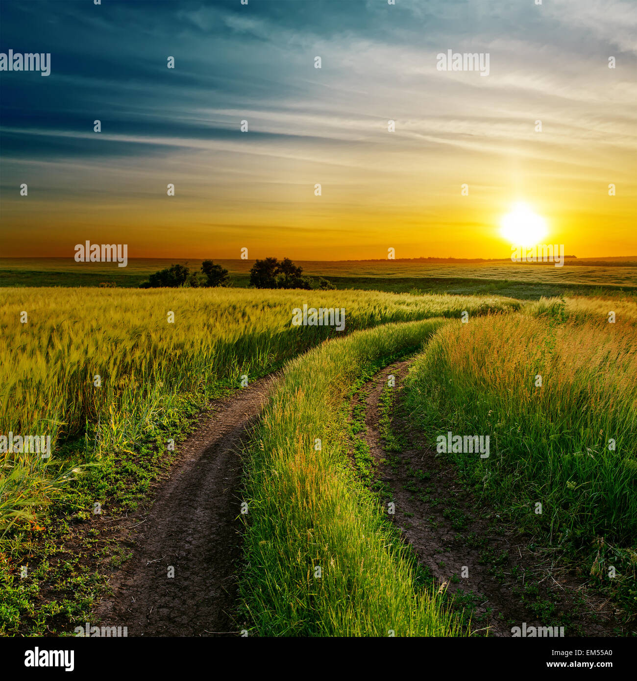 good sunset and dirty road in green spring field Stock Photo - Alamy