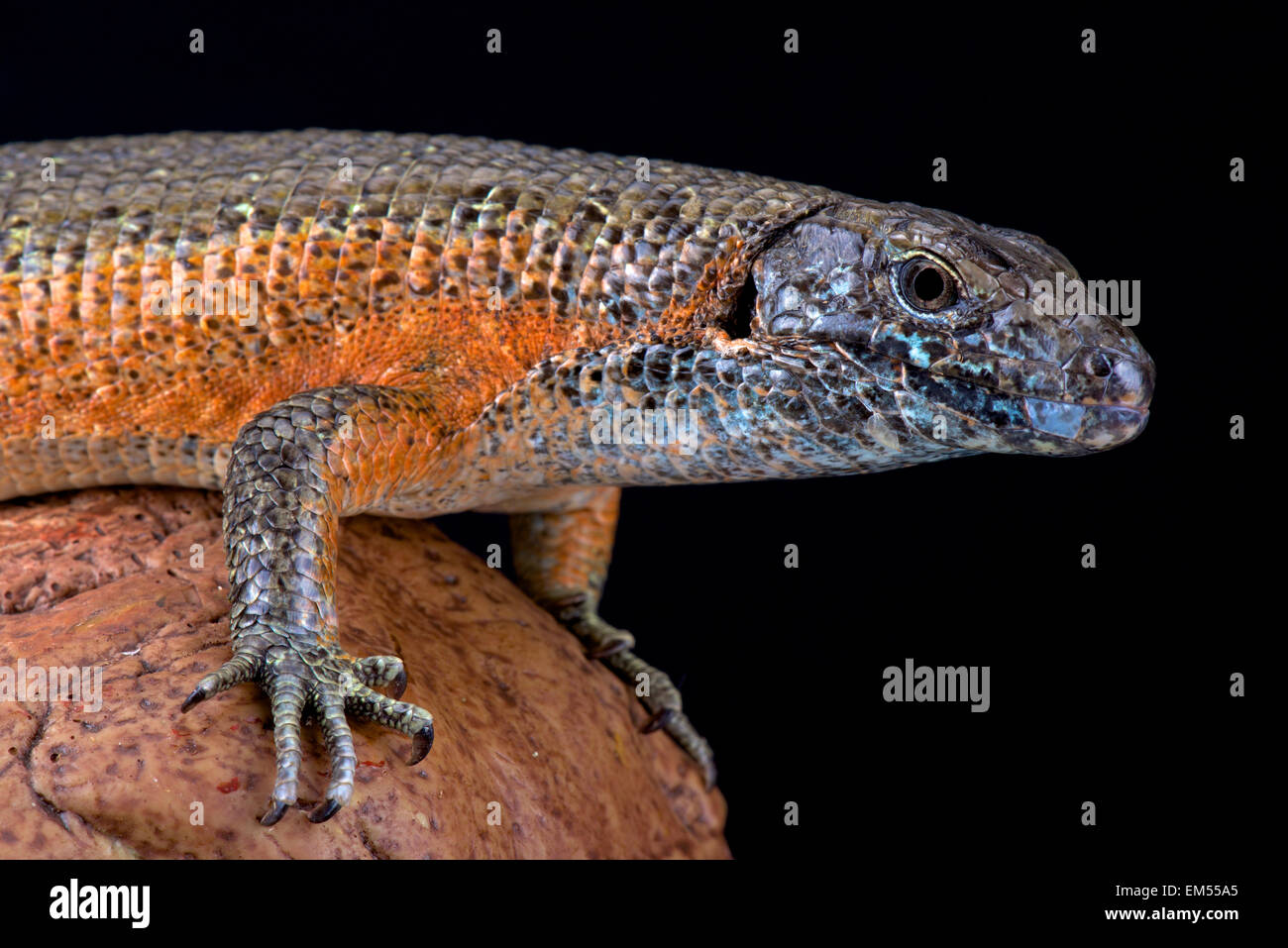 Giant Zonosaur (Zonosaurus maximus Stock Photo Alamy