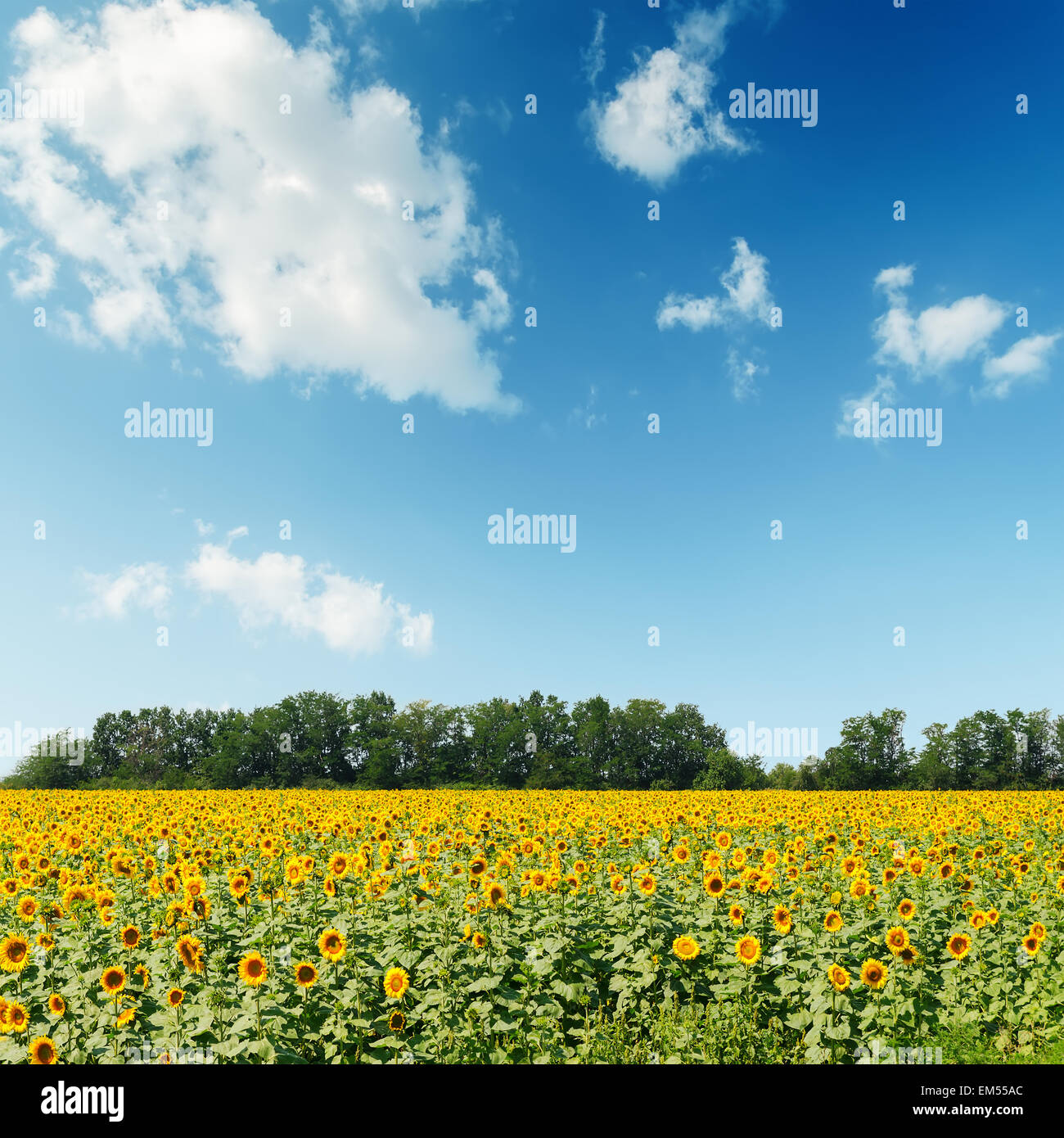 sunflowers field under cloudy sky Stock Photo - Alamy