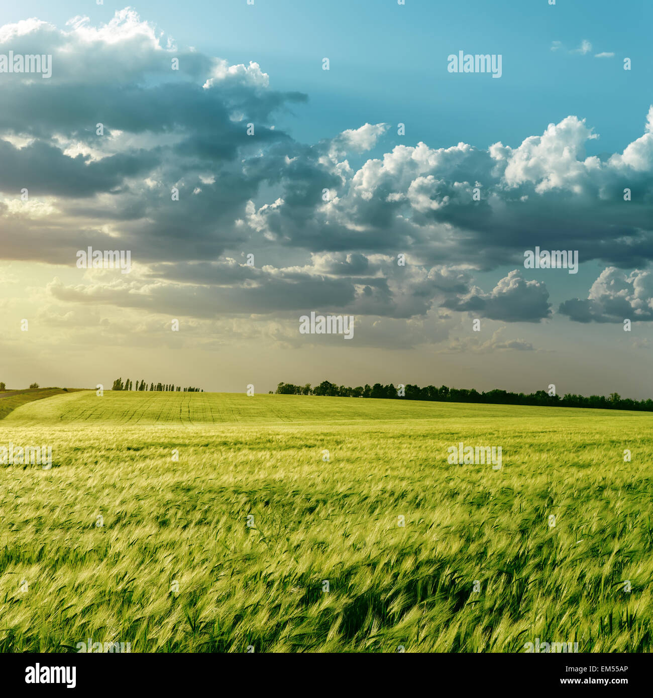 green field and clouds over it in sunset Stock Photo - Alamy