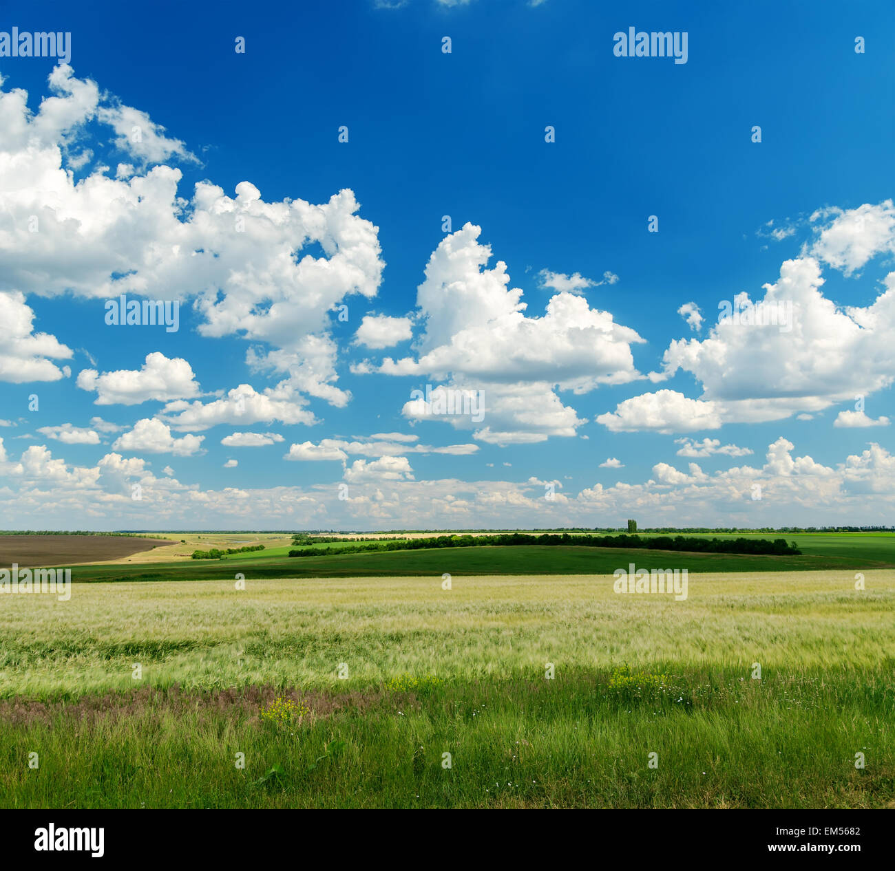 green field and blue cloudy sky over it Stock Photo - Alamy