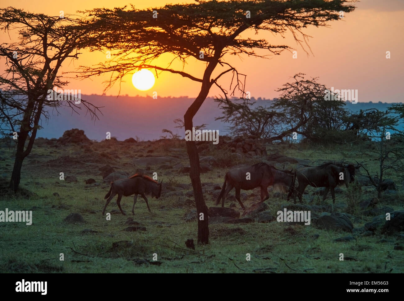 View of maasai mara national reserve at sunset hi-res stock photography ...