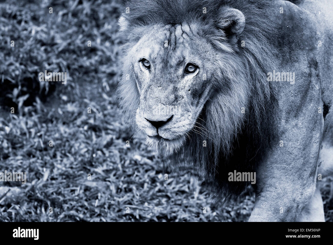 Black and white lion portrait hi-res stock photography and images - Alamy