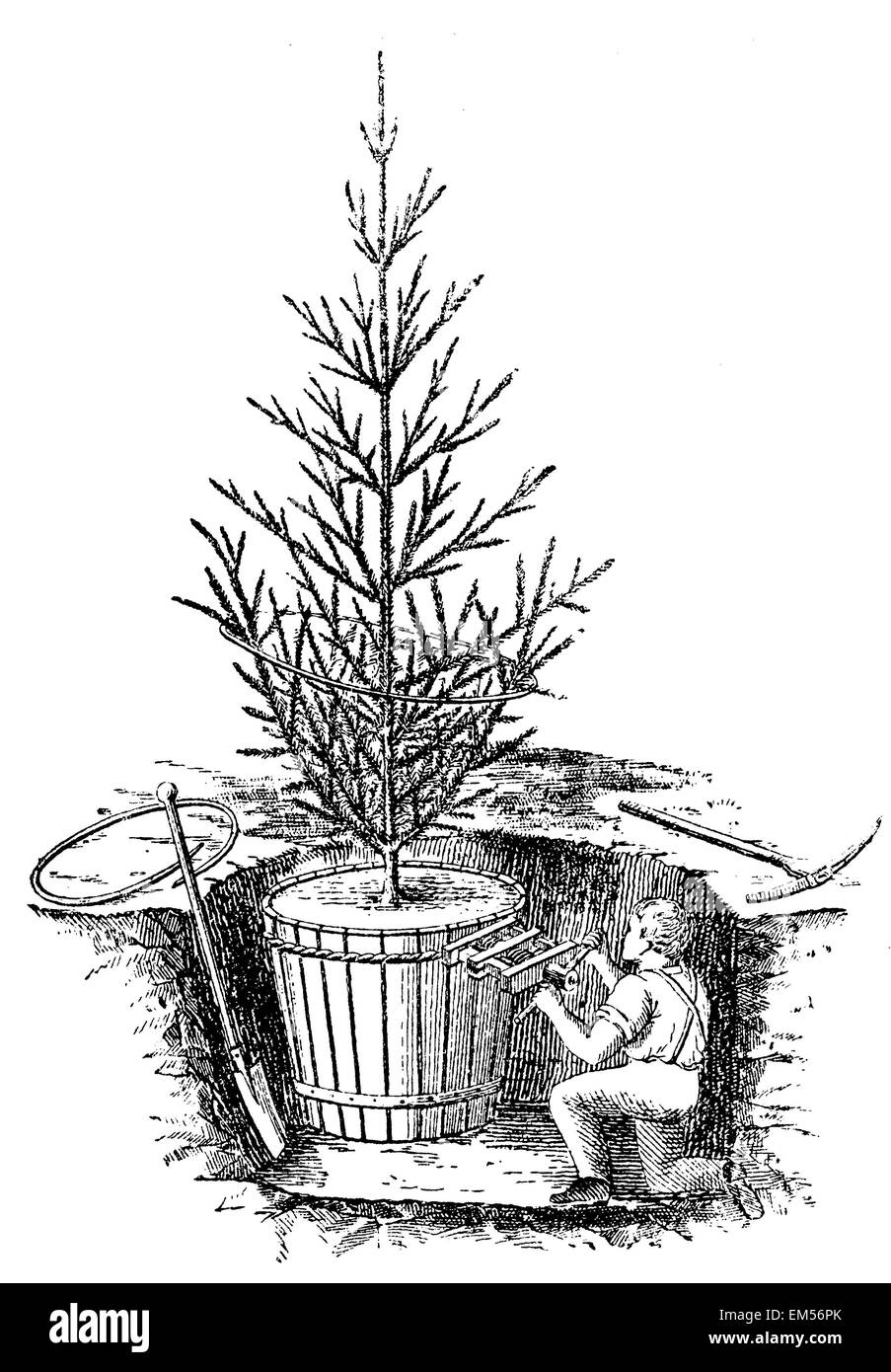 Digging up trees with help of a barrel Stock Photo