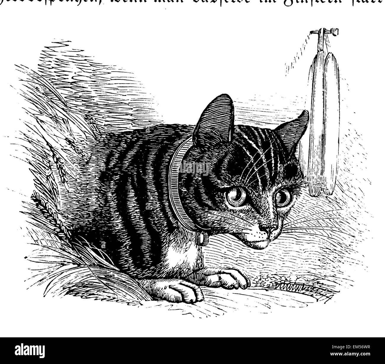 Cat And Mouse Drawing High Resolution Stock Photography And Images Alamy Cat And Mouse Drawing High Resolution Stock Photography And Images Alamy