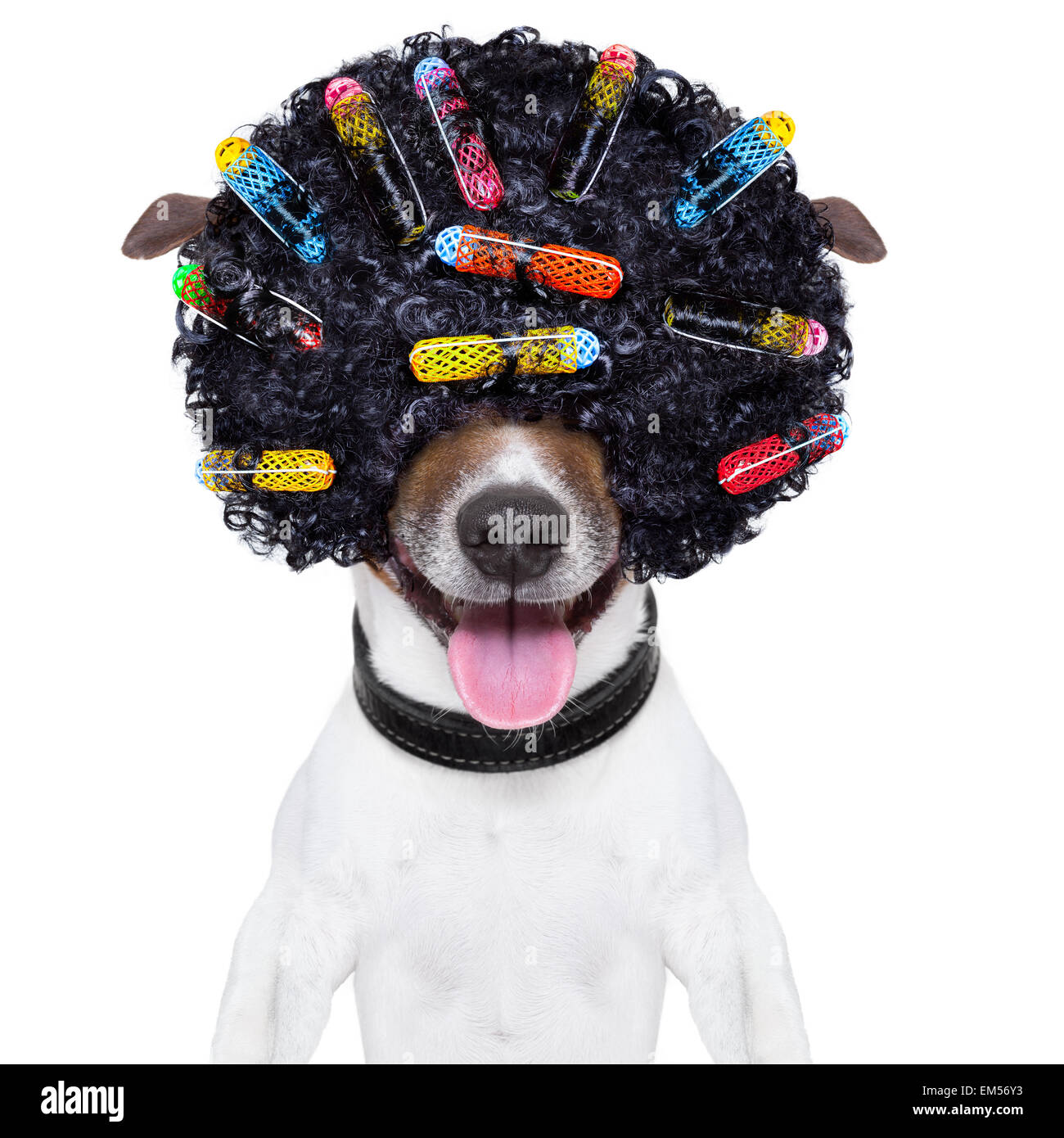 crazy curly hair dog Stock Photo